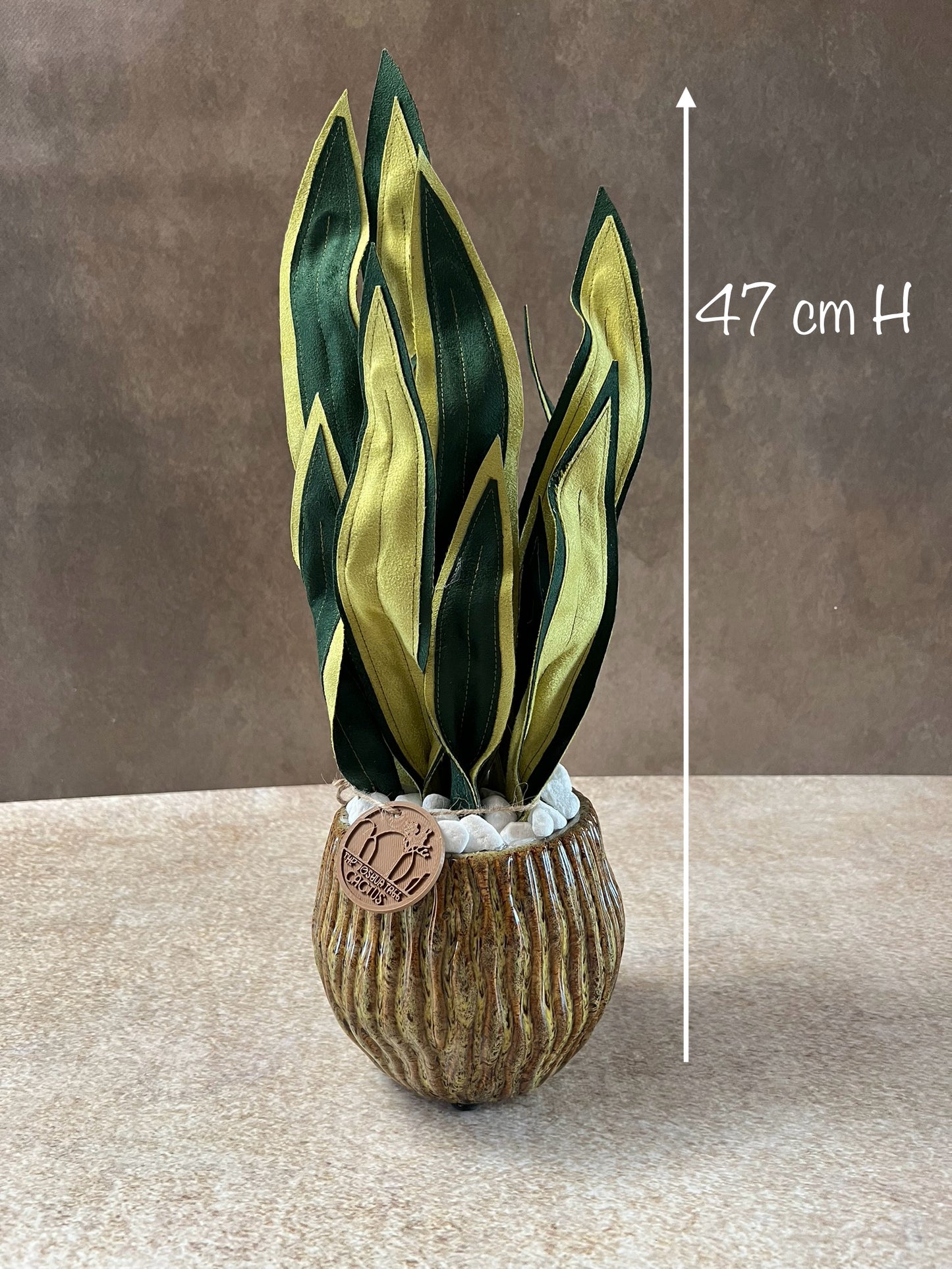Sanseveria