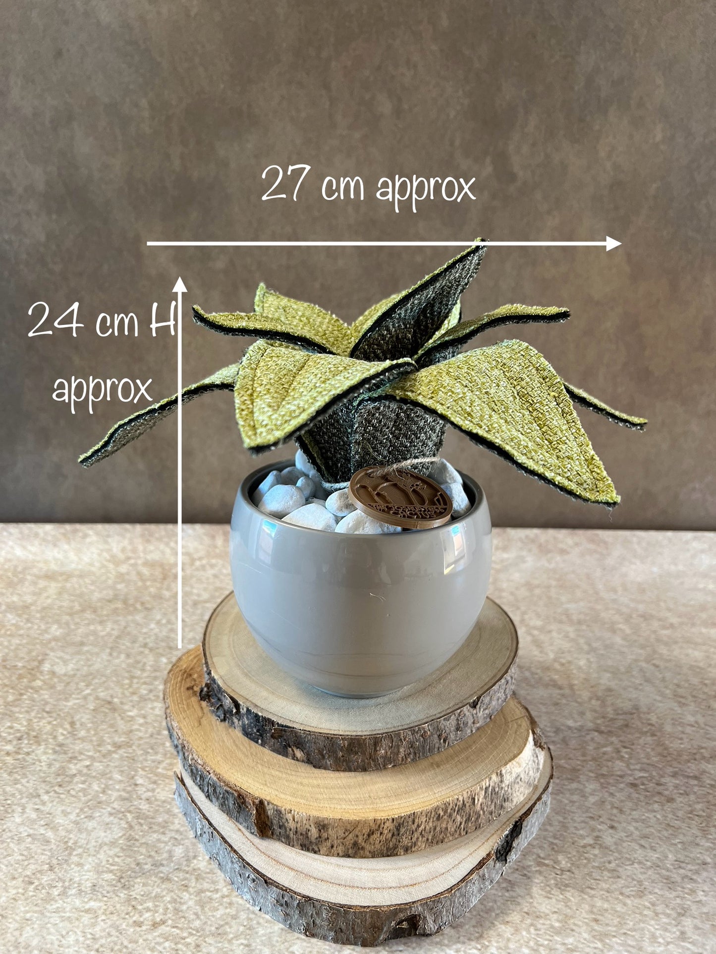 Agave mini bicolore