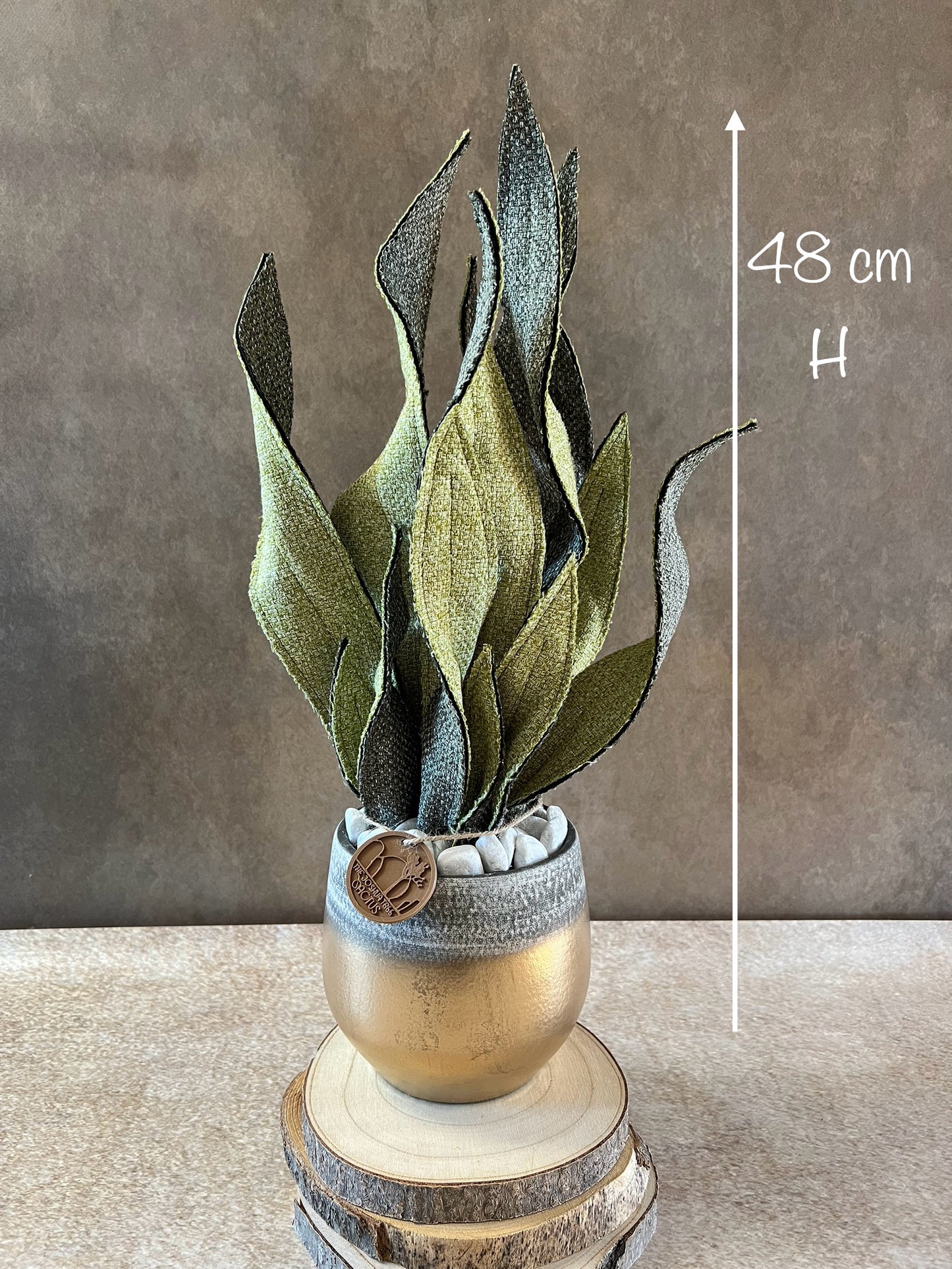 Sanseveria bicolore