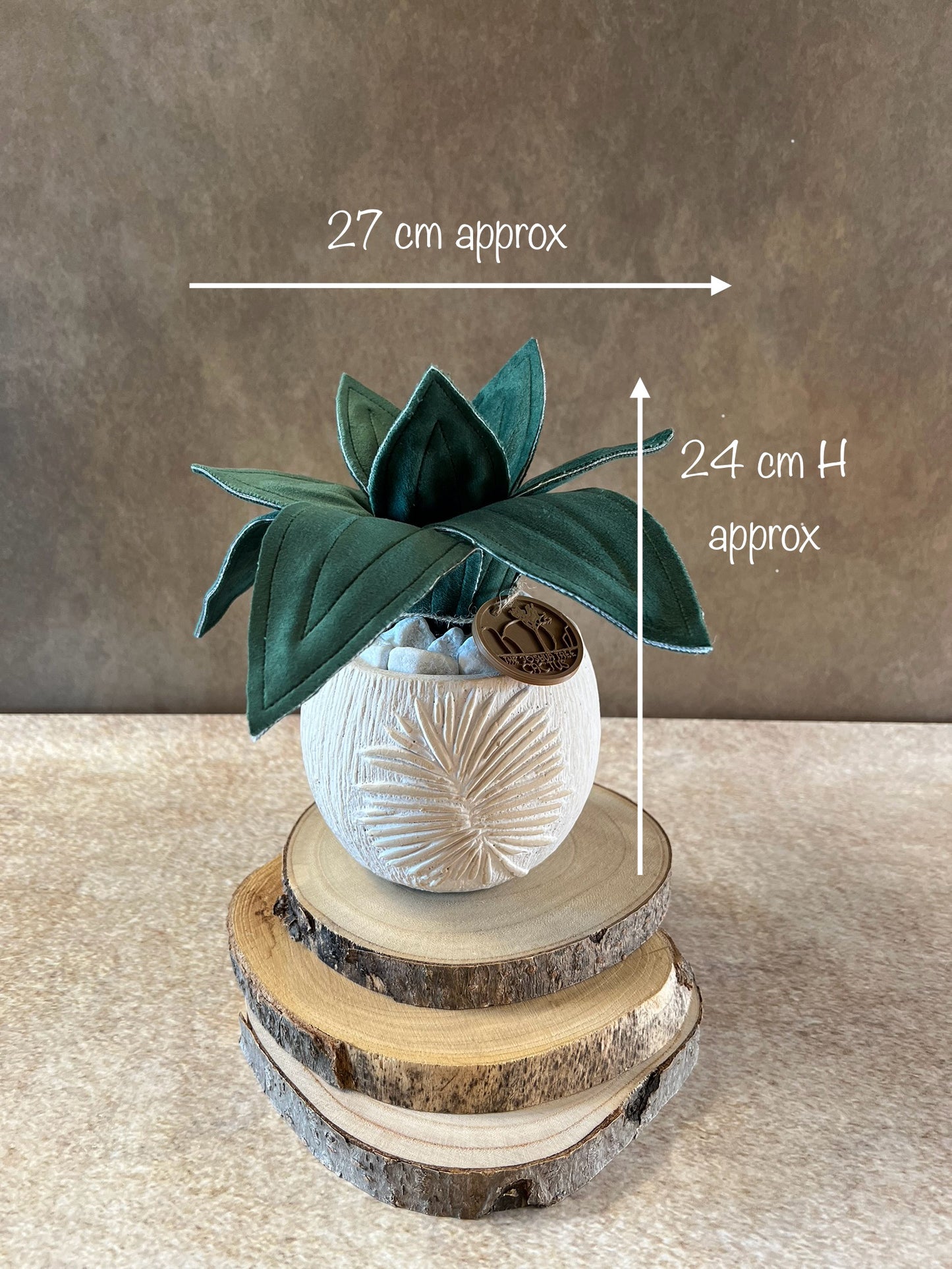 Agave mini -