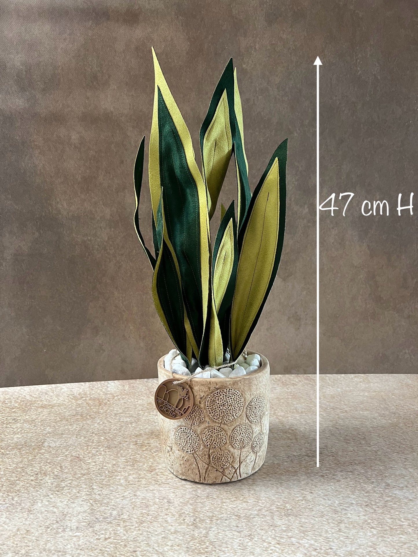 Sanseveria