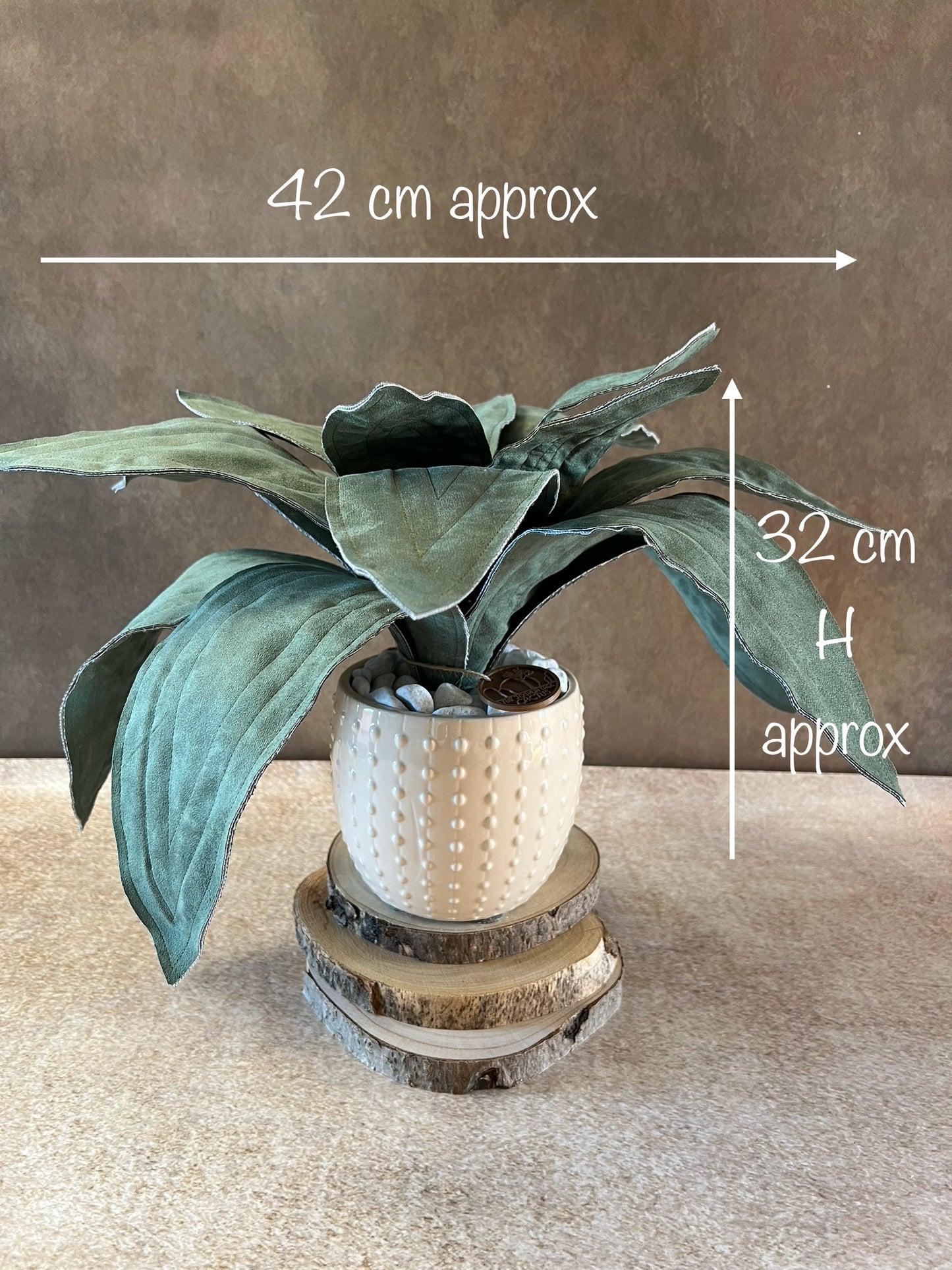 Agave in Alcantara