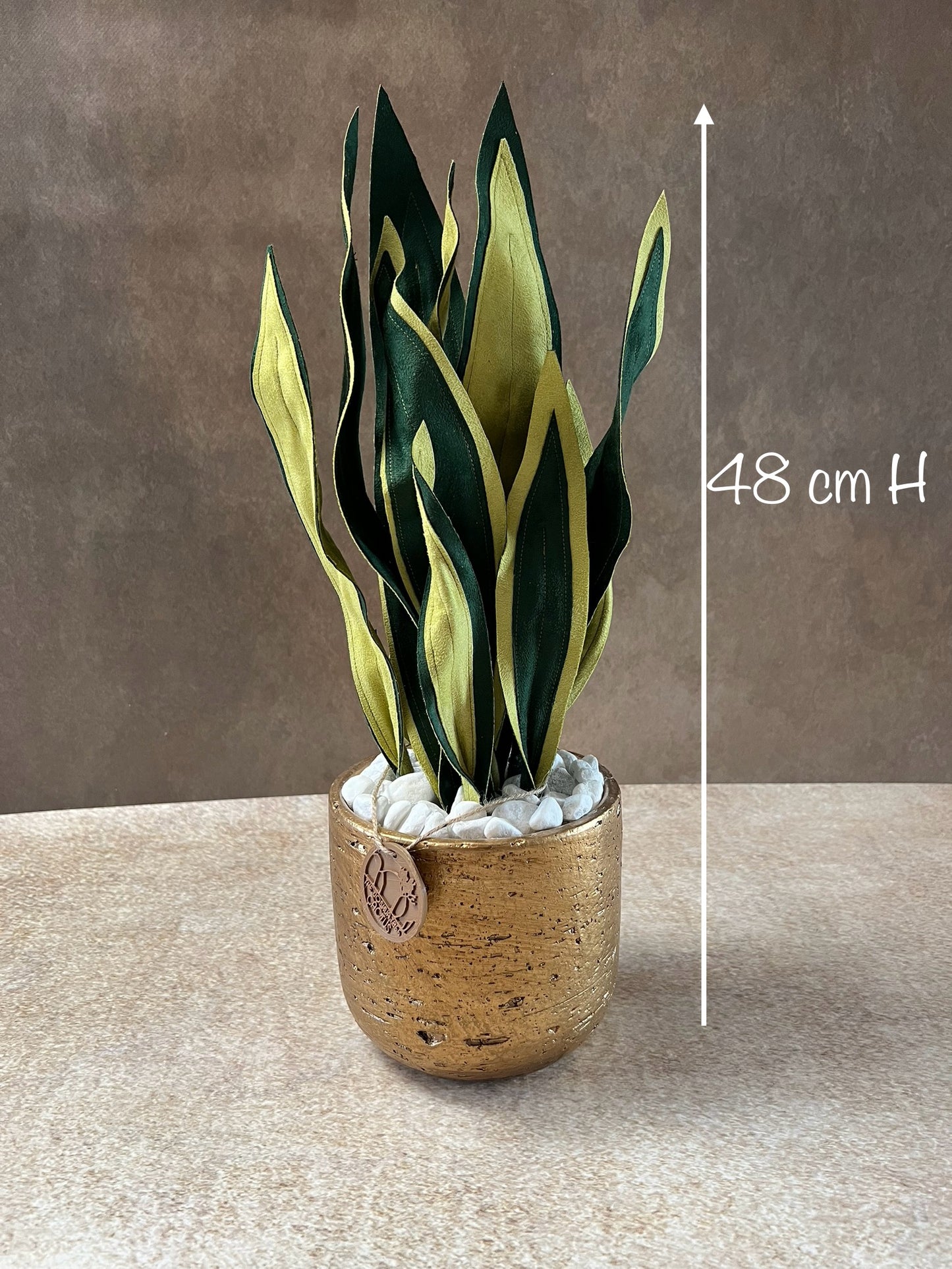 Sanseveria