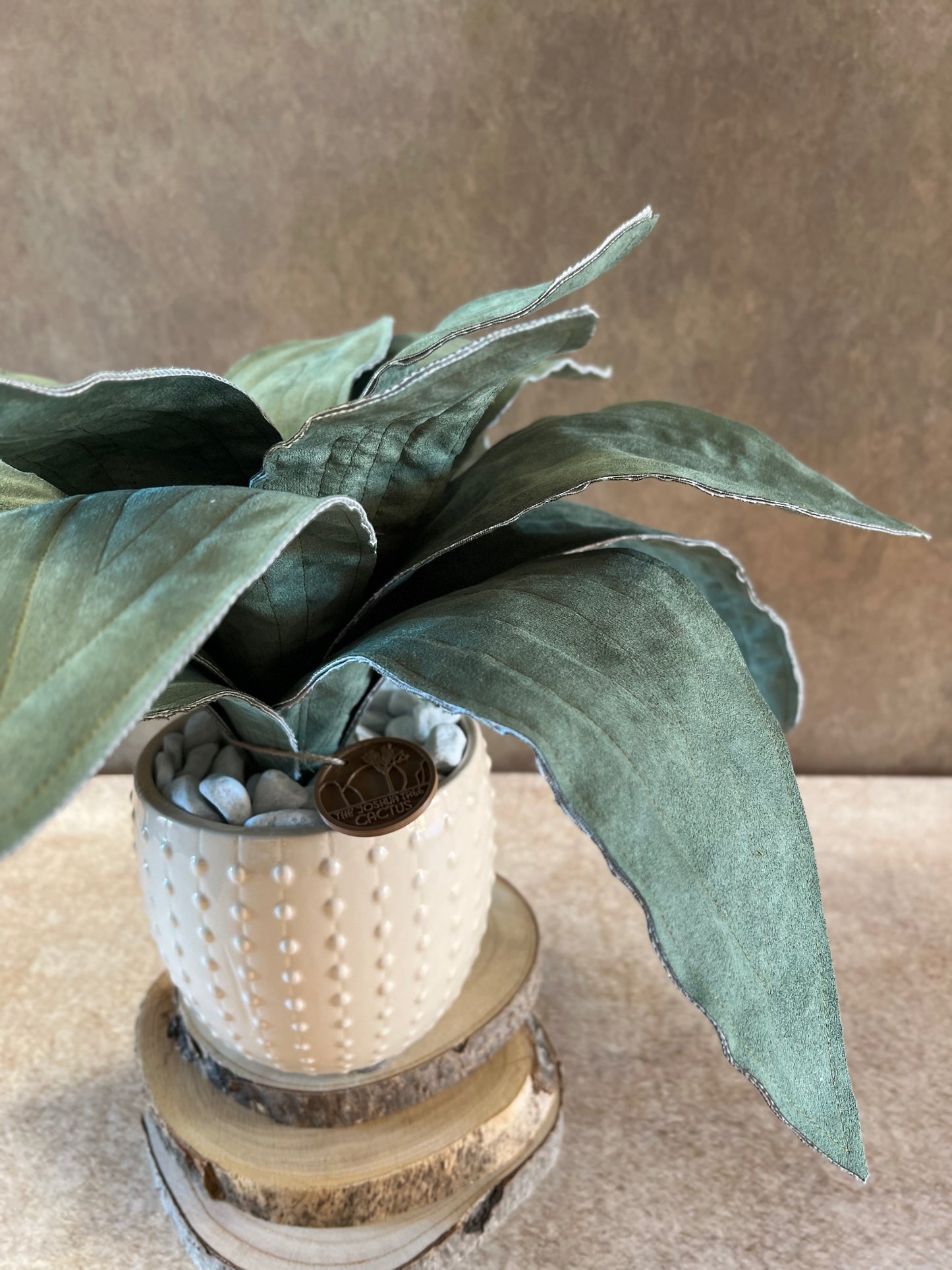 Agave in Alcantara