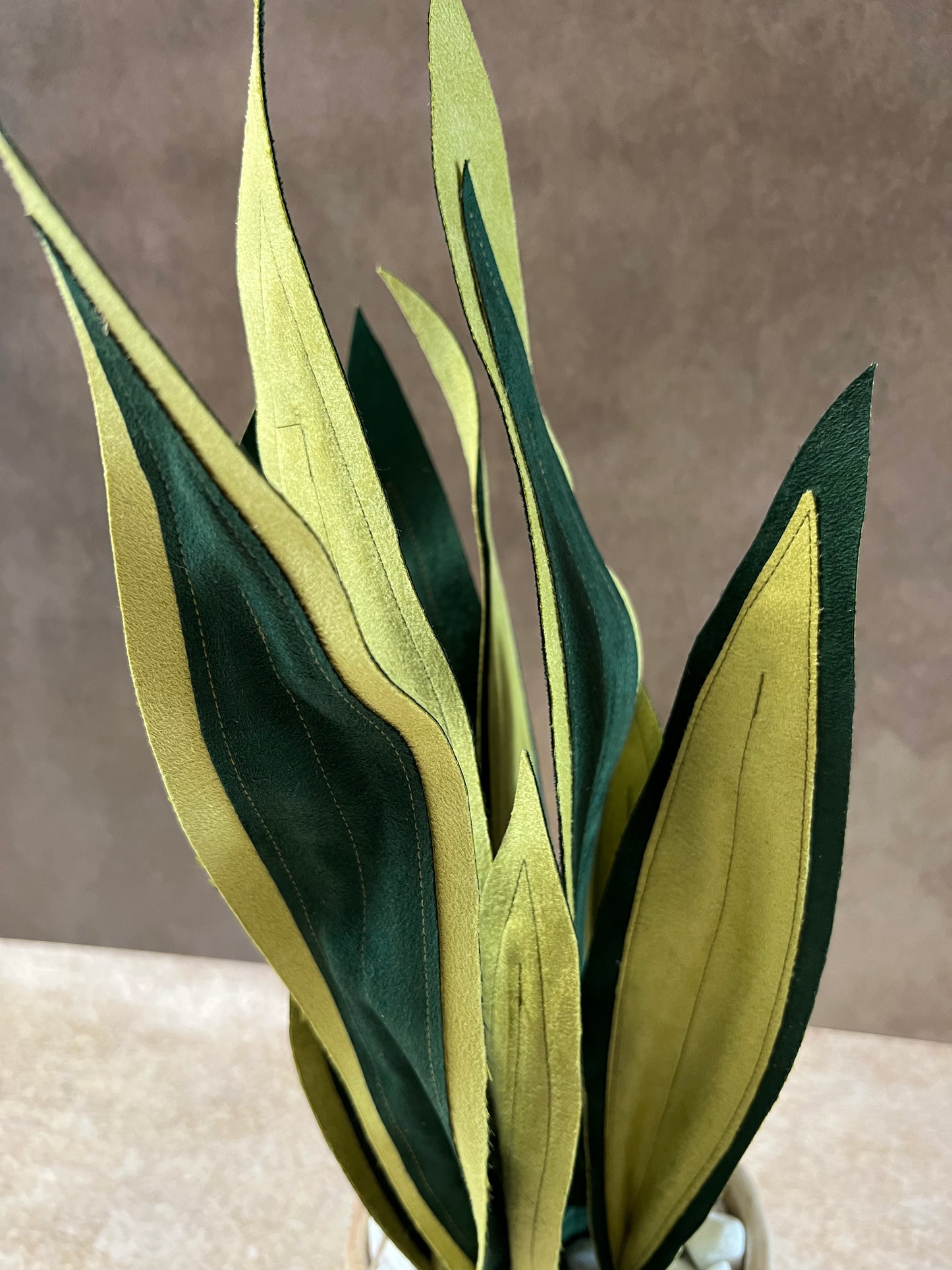 Sanseveria