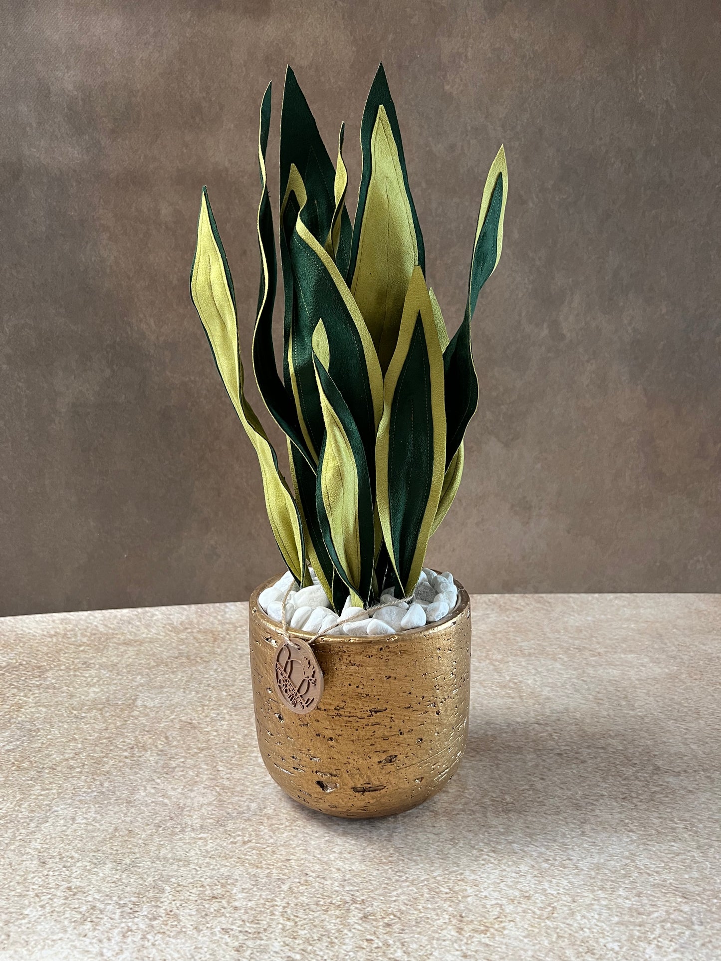 Sanseveria