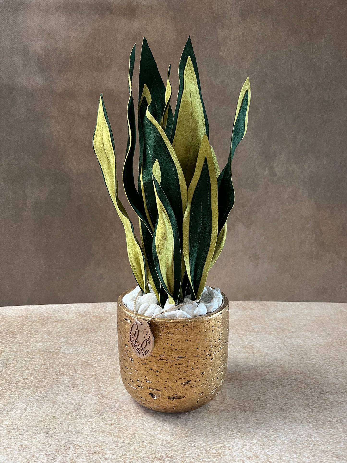 Sanseveria