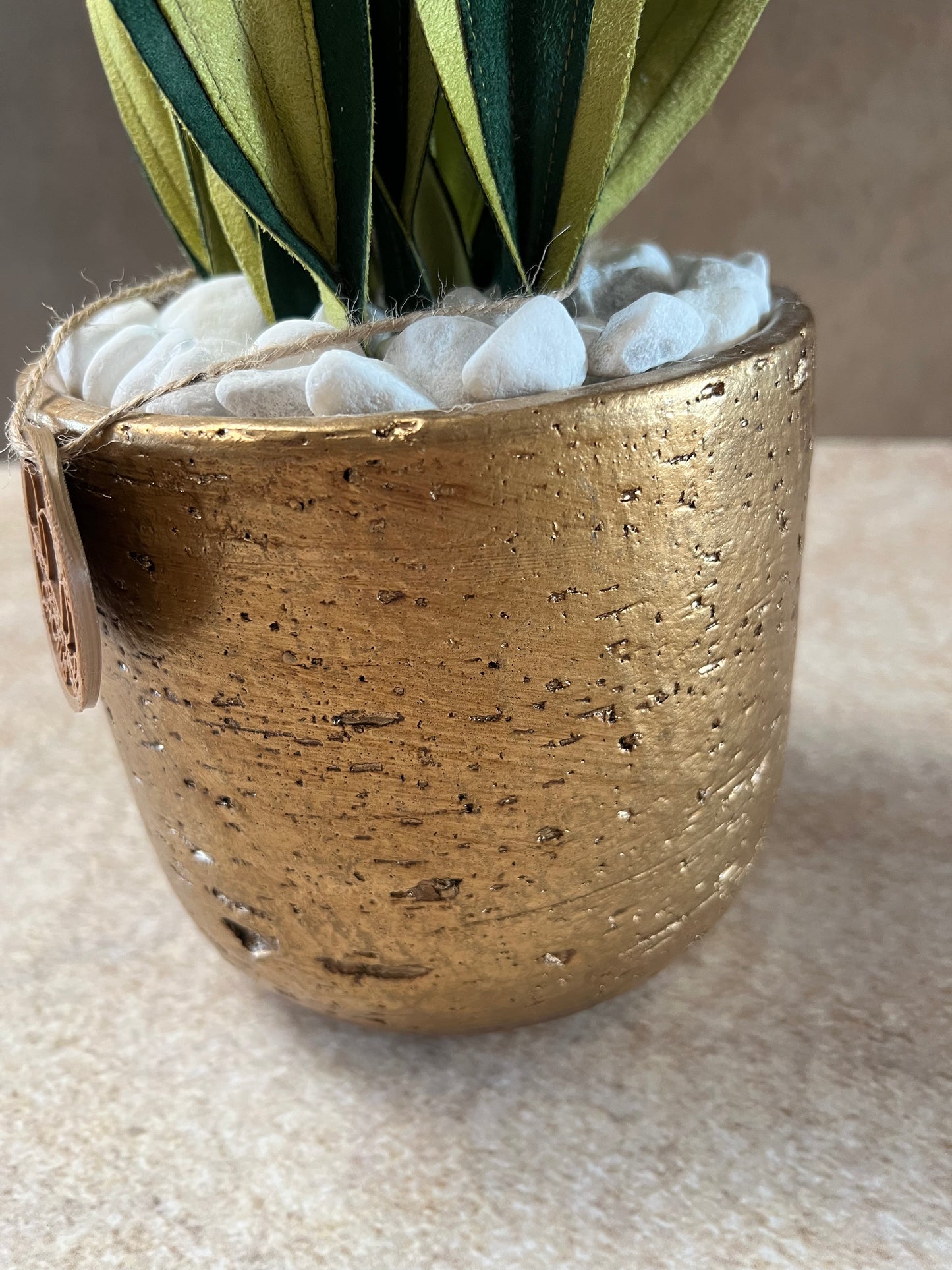 Sanseveria