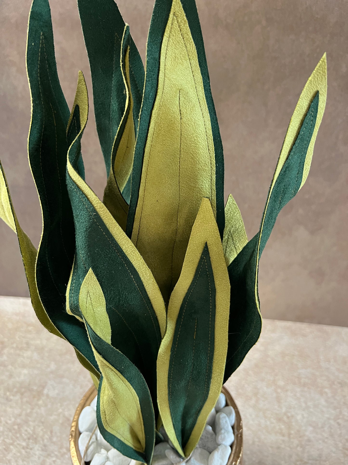 Sanseveria