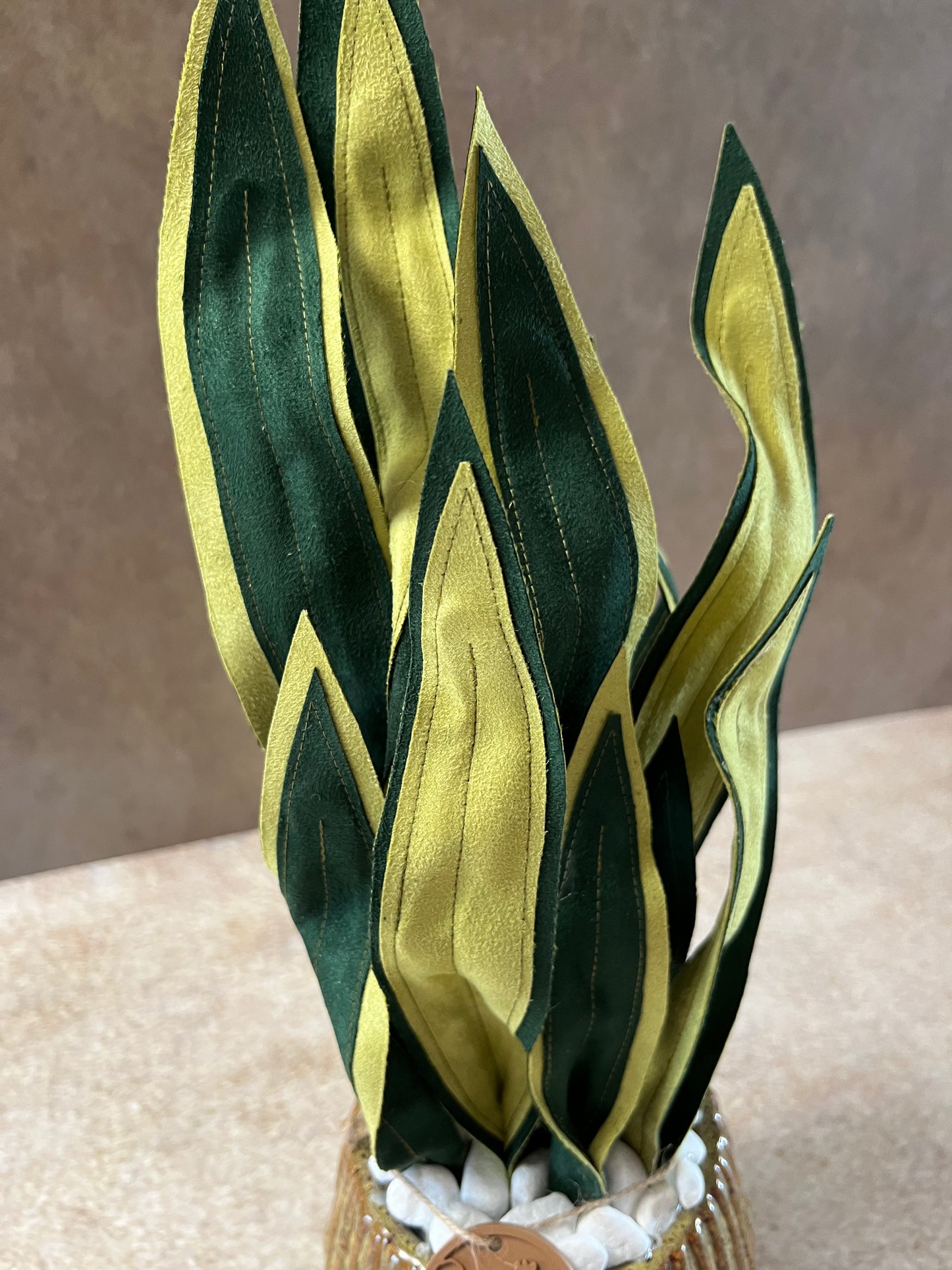 Sanseveria
