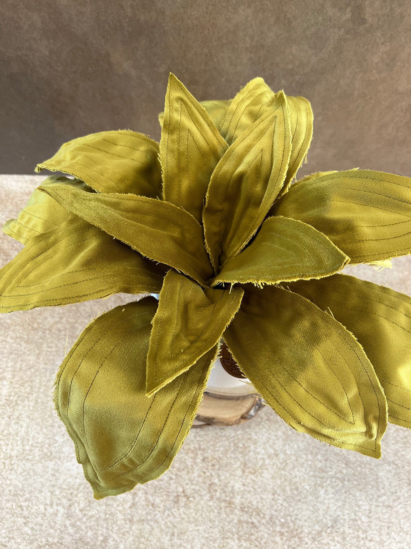 Agave