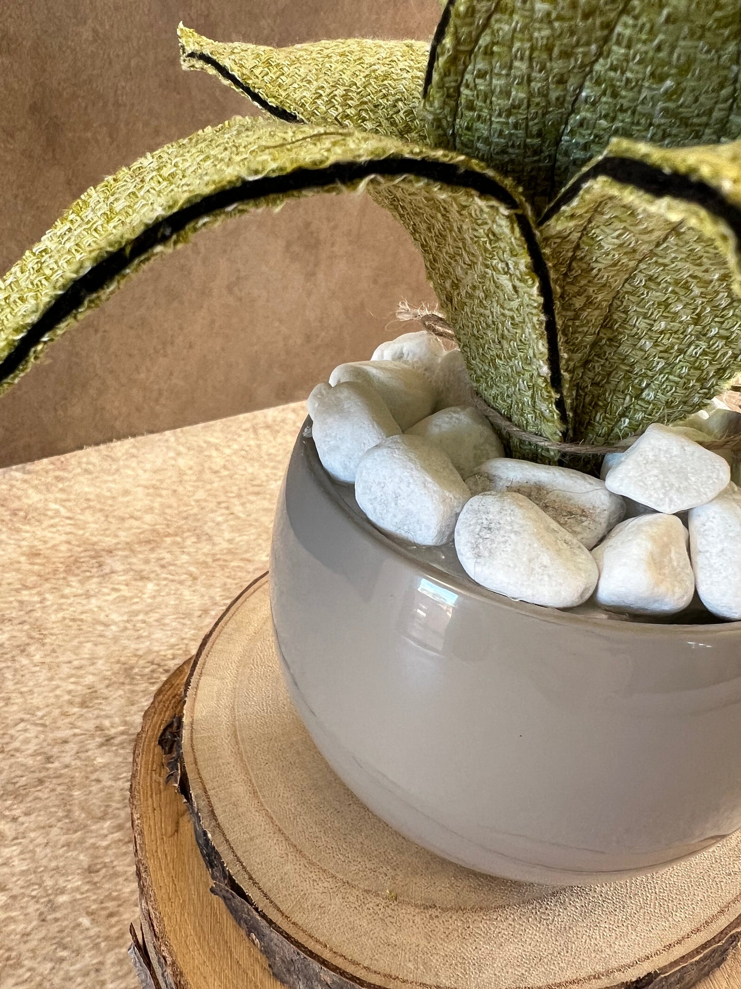 Agave mini