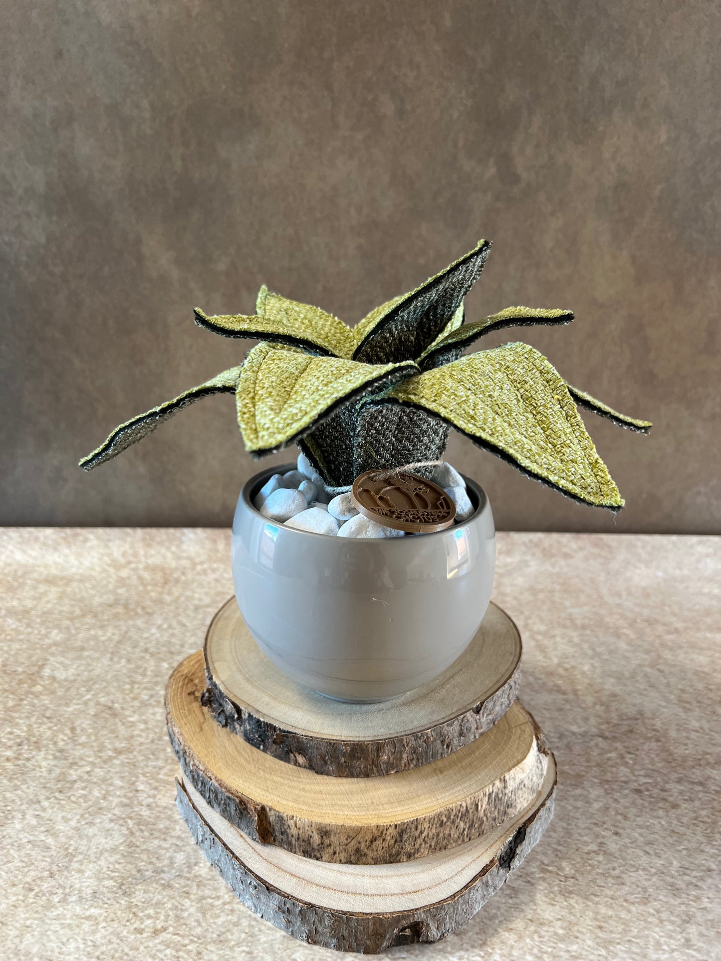 Agave mini bicolore
