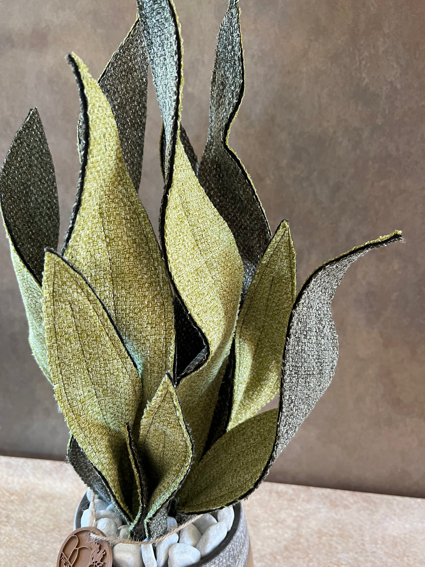 Sanseveria bicolore