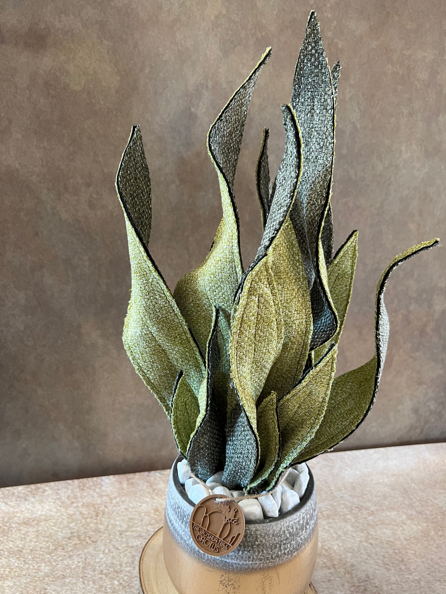 Sanseveria bicolore