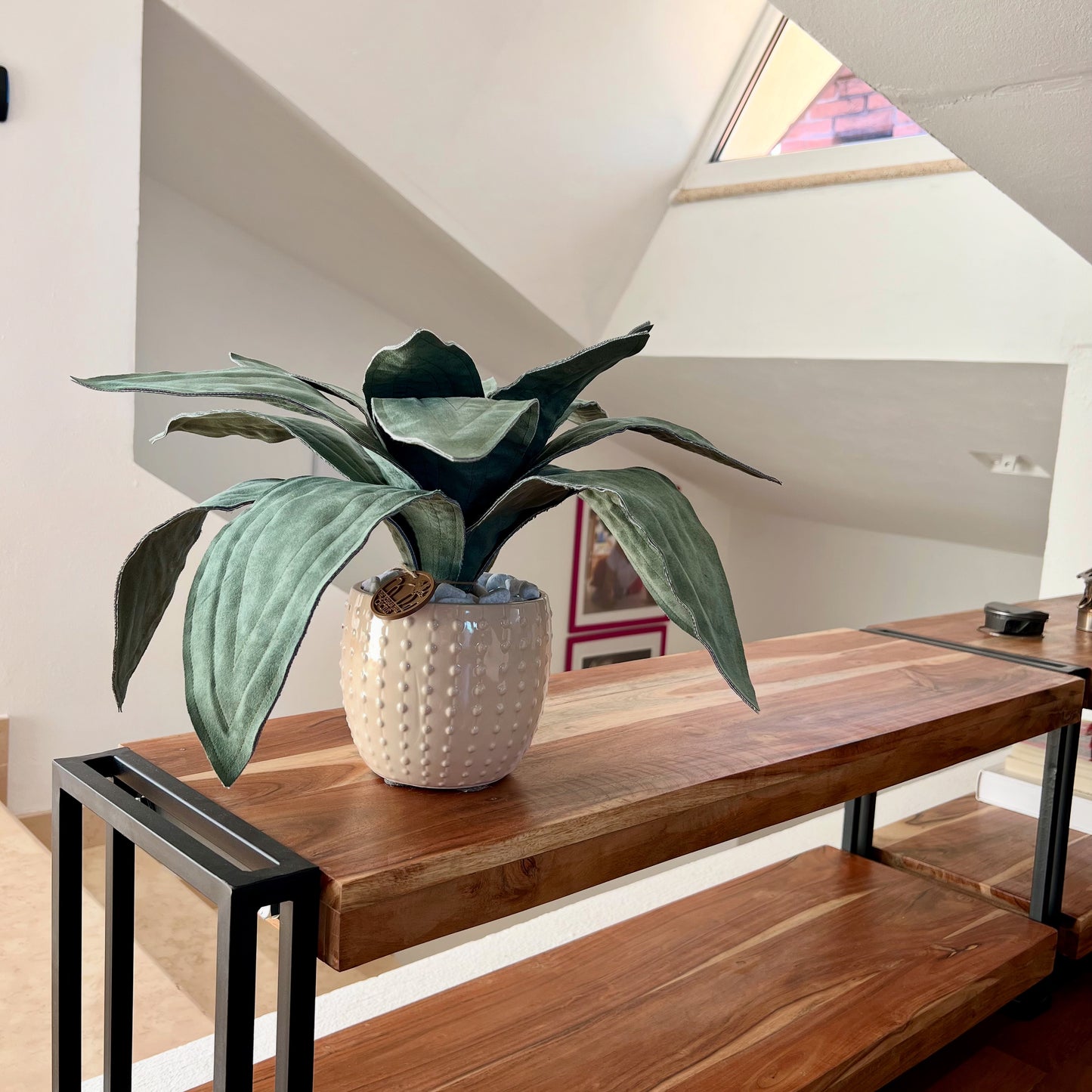 Agave in Alcantara