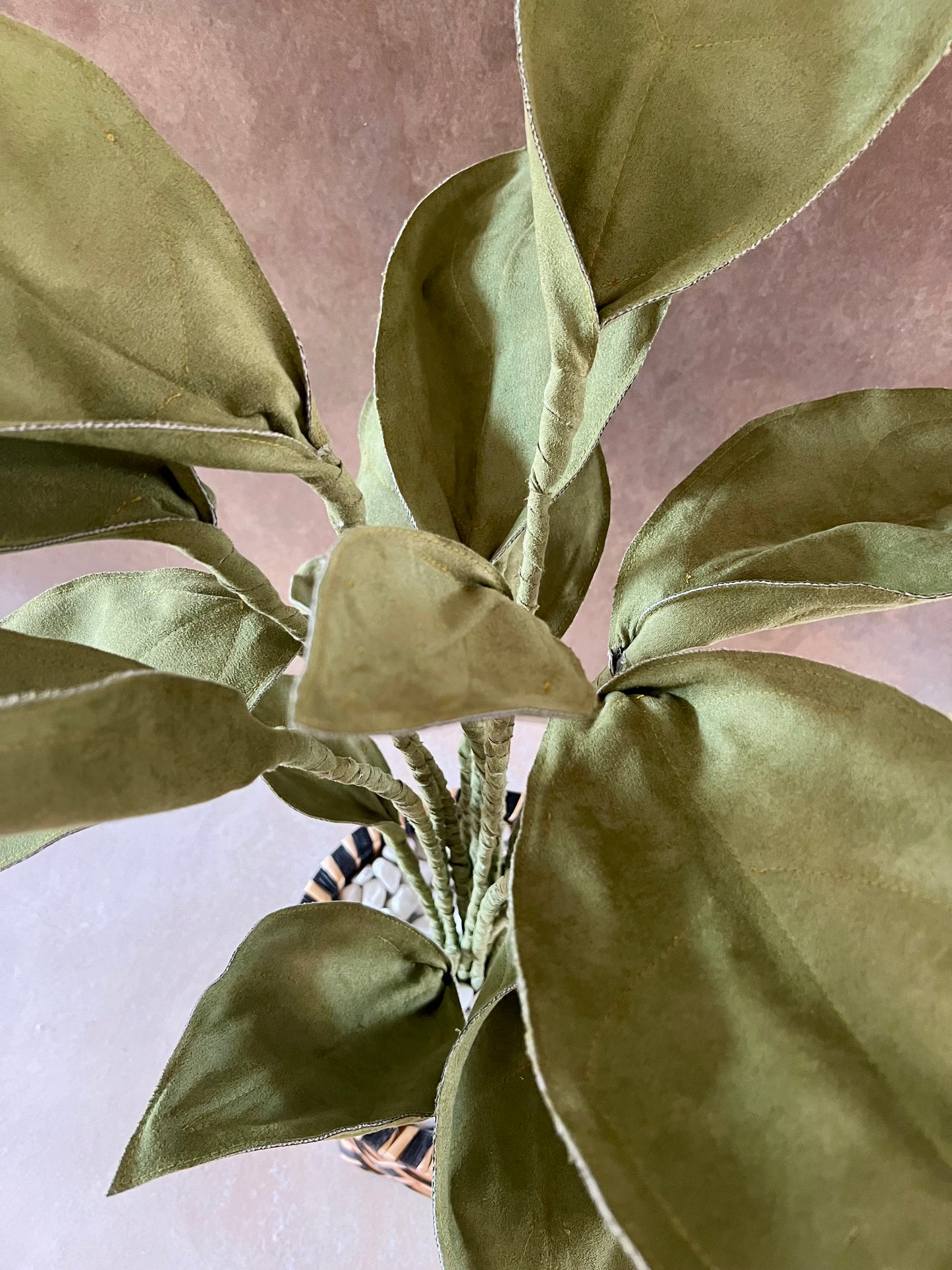 Cereus over composition