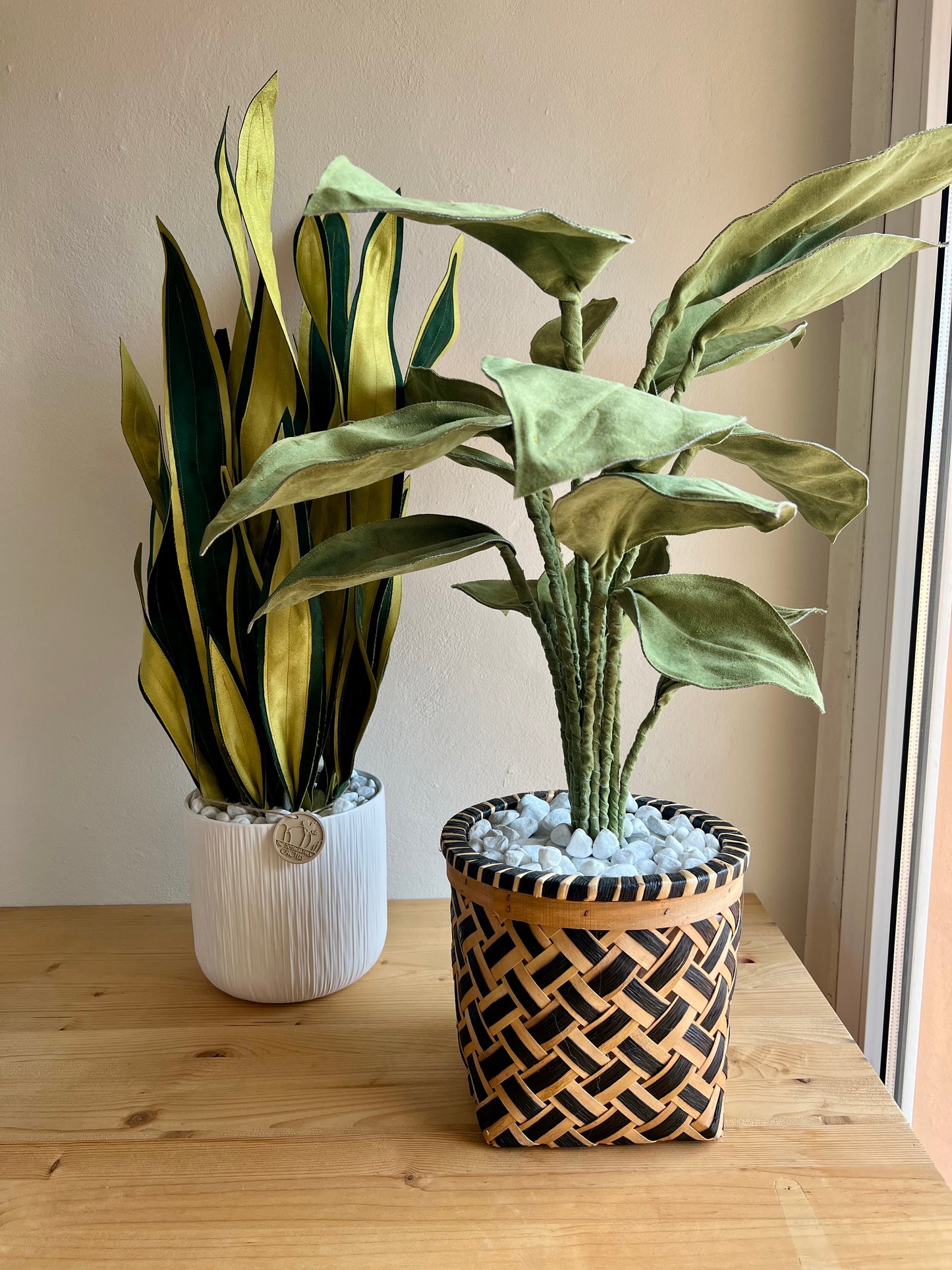 Sanseveria Big - DISPONIBILE SU ORDINAZIONE - tempo di consegna: 3 settimane data ordine