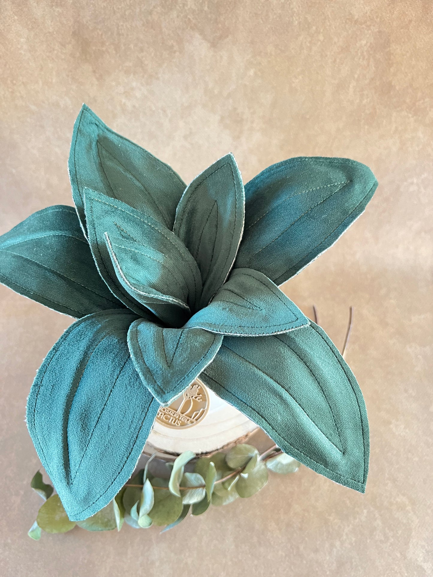 Agave