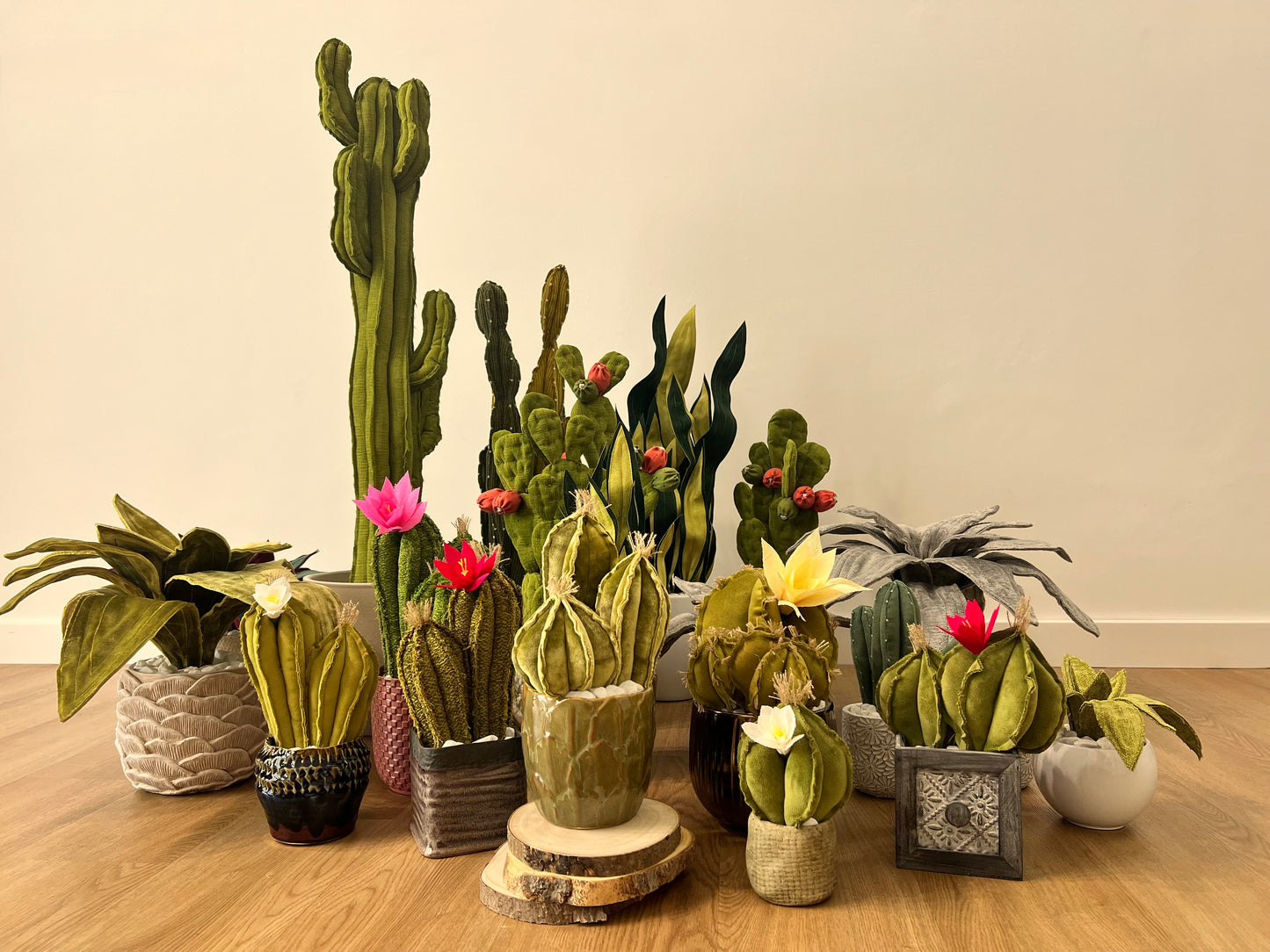 Agave Grigia