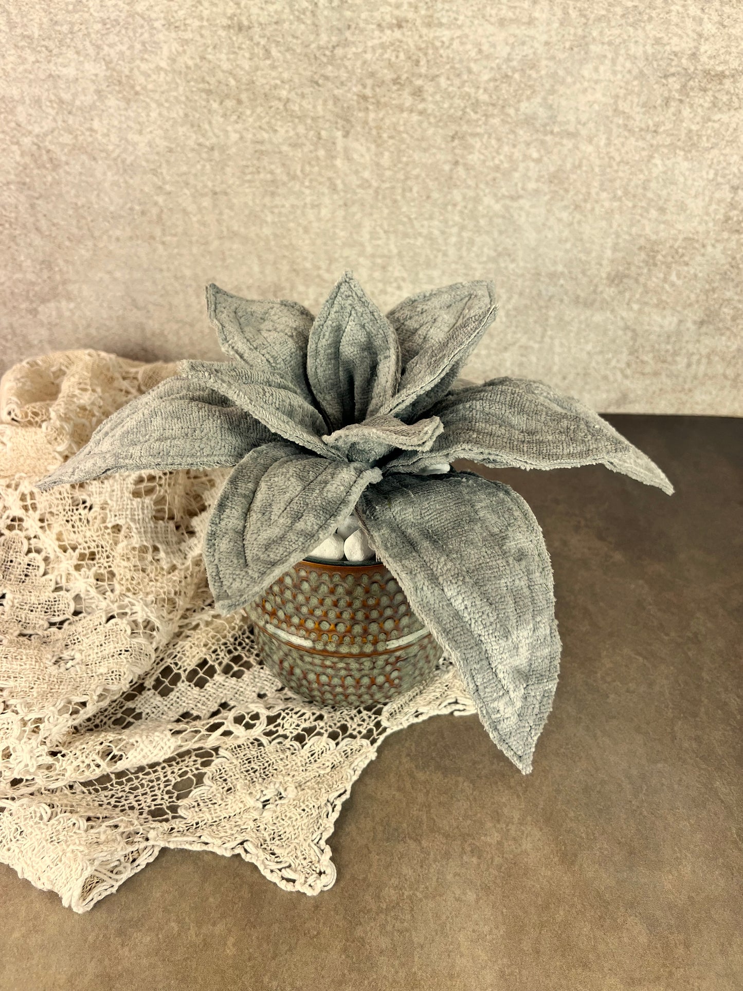 Agave Grigia