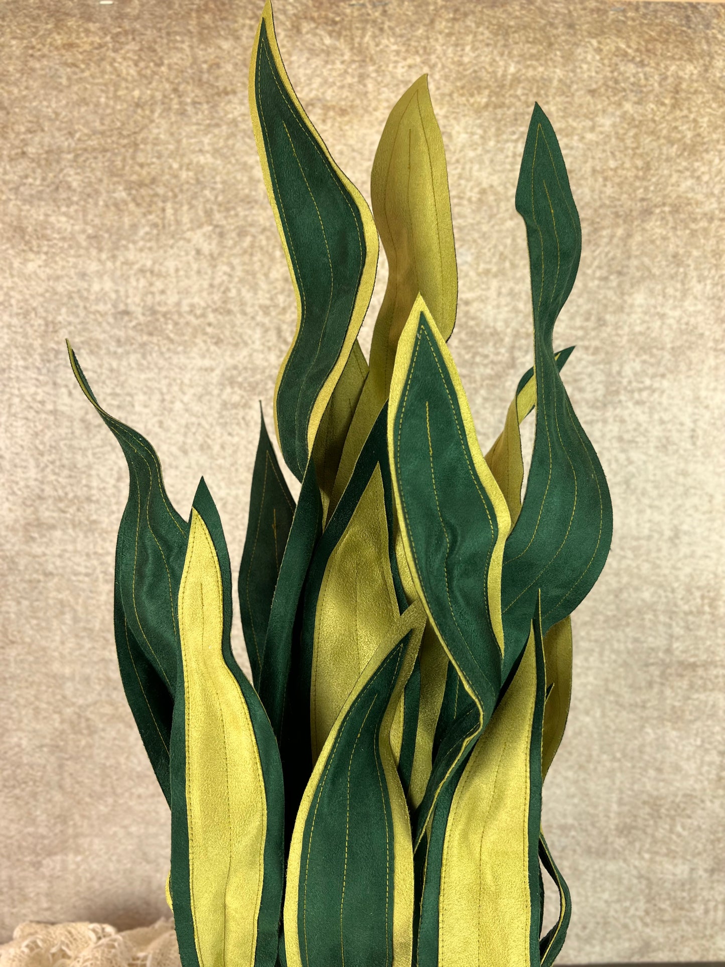 Sanseveria over