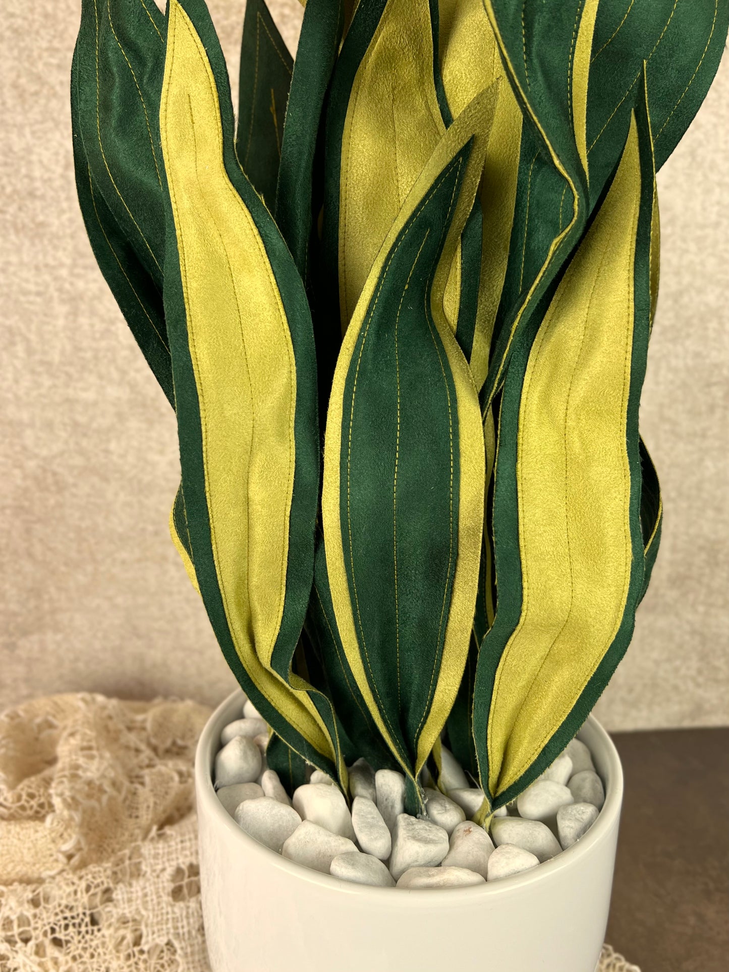 Sanseveria over