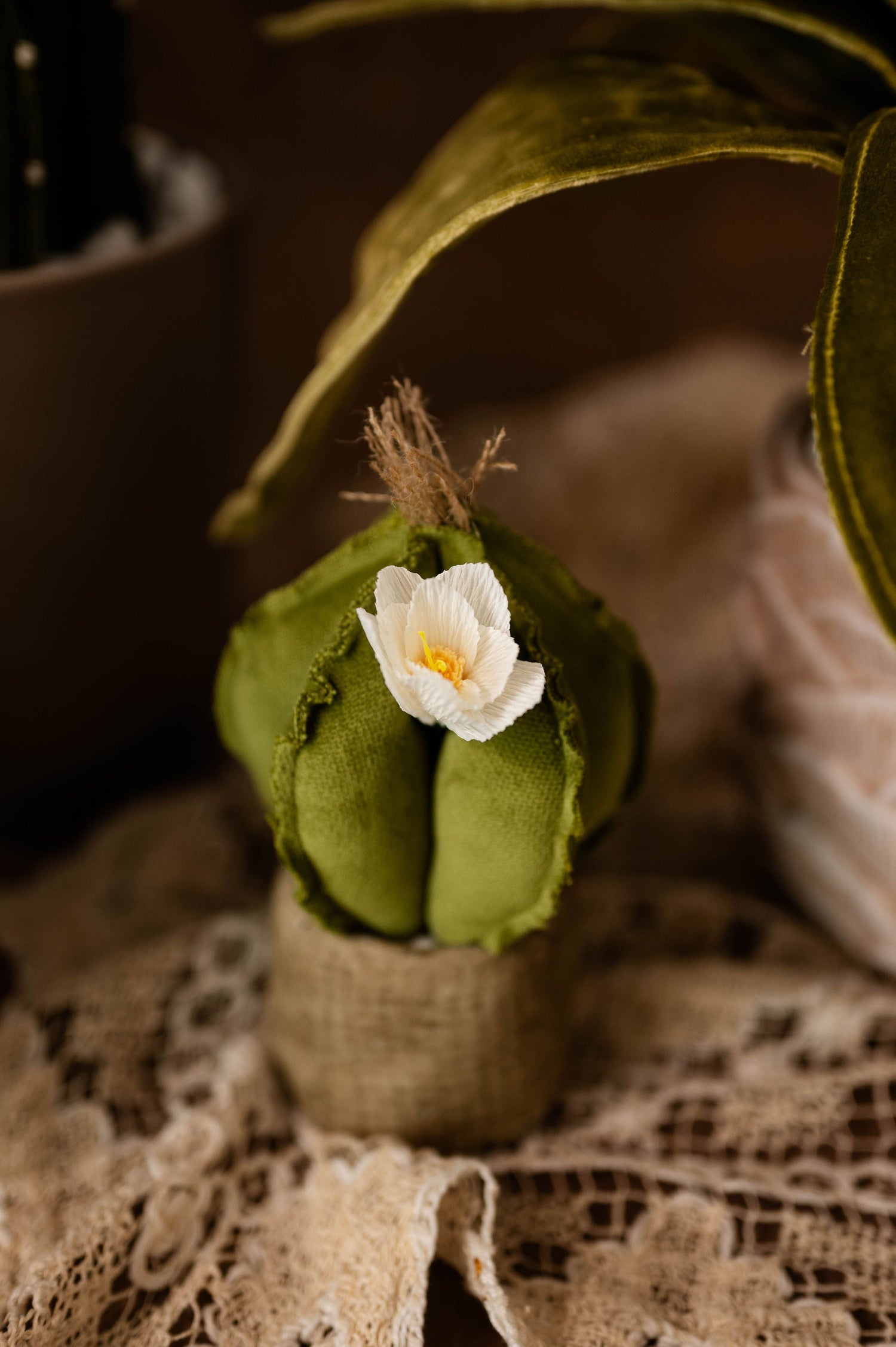 Mini cactus