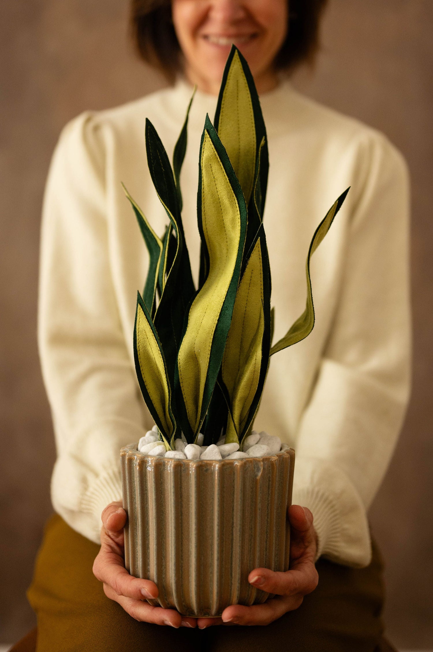 Sanseveria