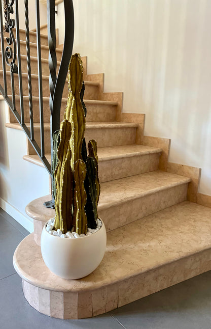 Composizione Cereus over