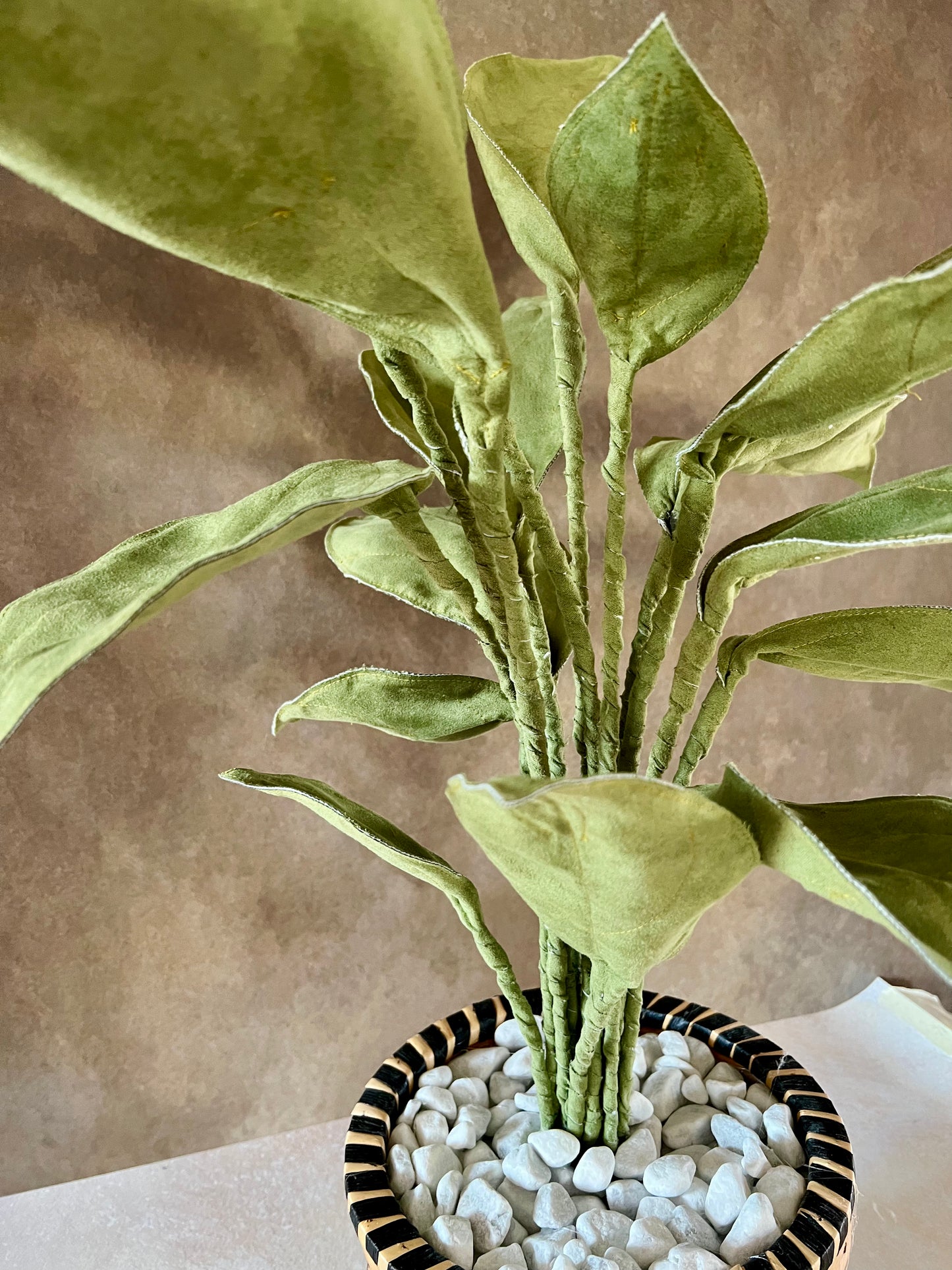 Cereus over composition