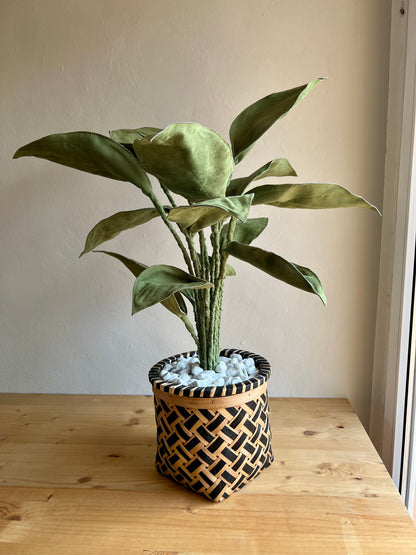 Cereus over composition