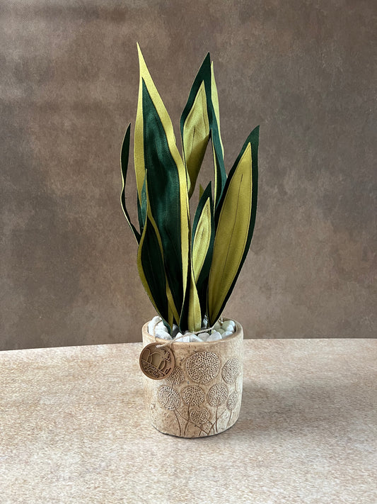 Sanseveria