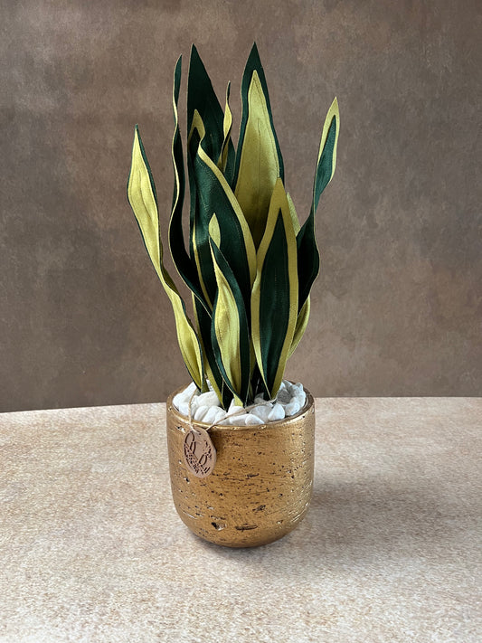 Sanseveria