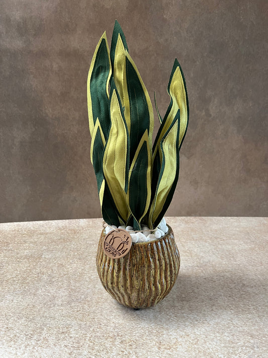 Sanseveria