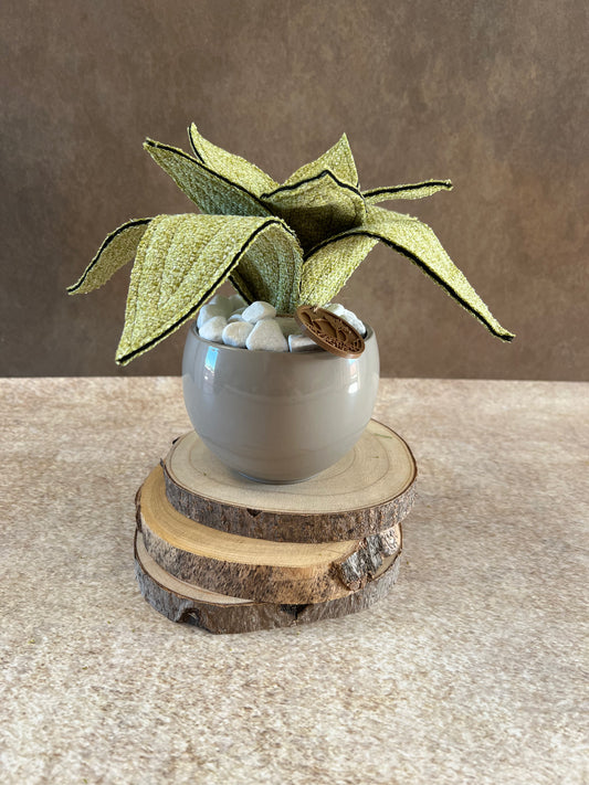 Agave mini