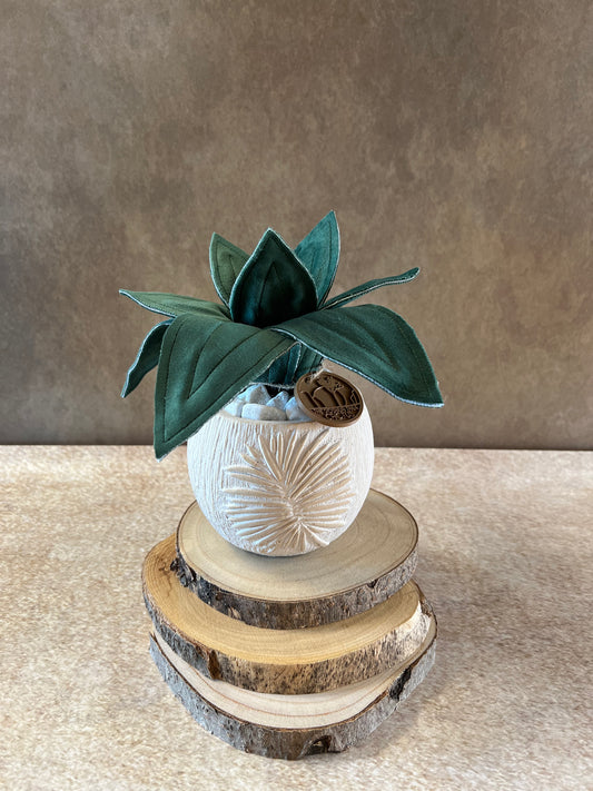 Agave mini -