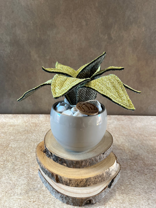 Agave mini bicolore