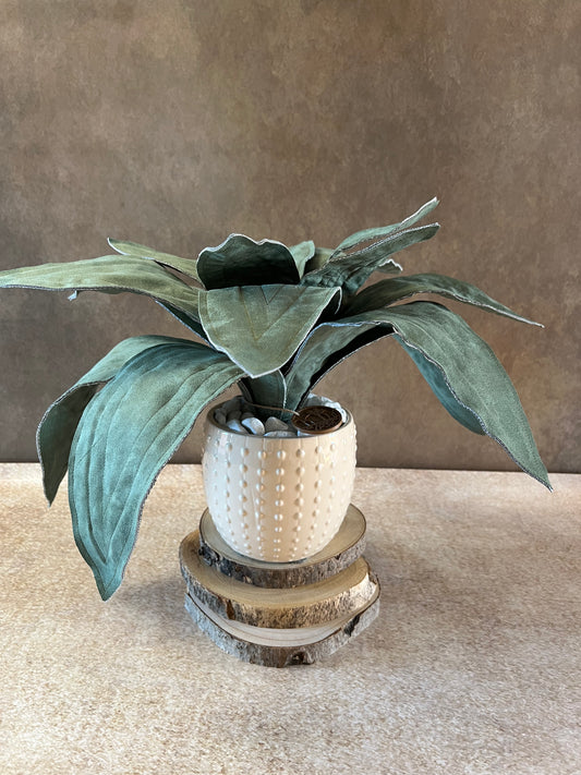 Agave in Alcantara