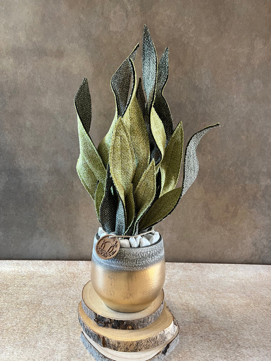 Sanseveria bicolore