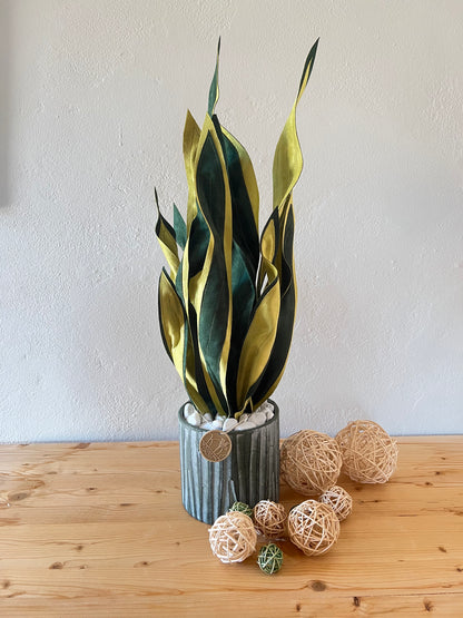 Sanseveria Over - 67 cm H