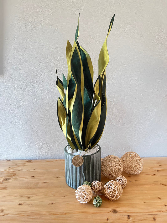 Sanseveria Over - 67 cm H