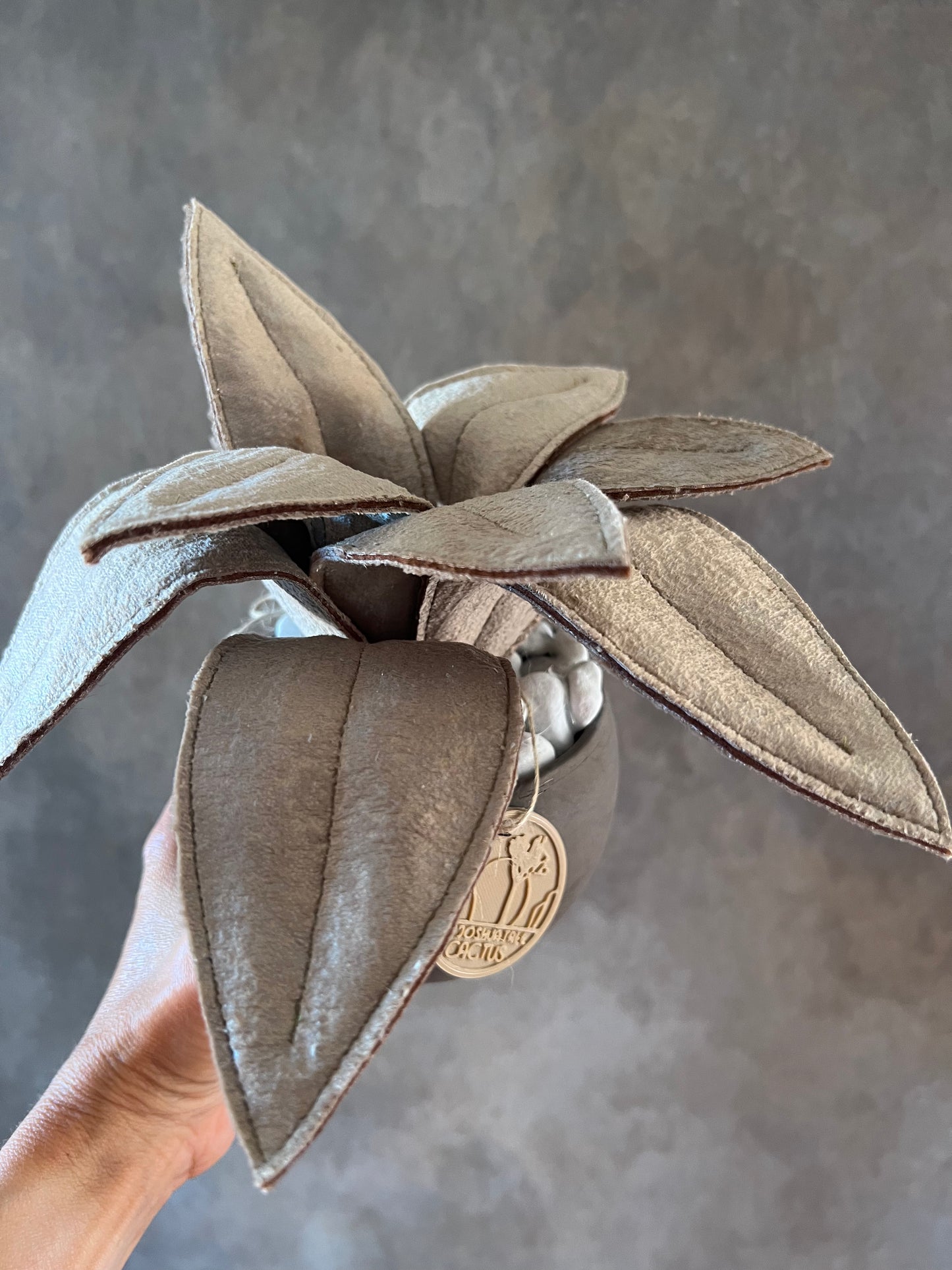 Agave
