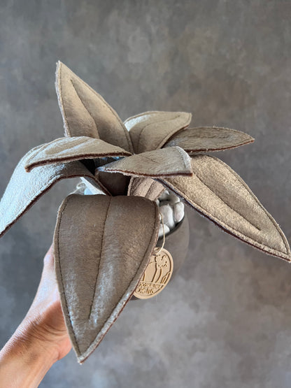 Agave