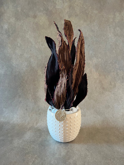 Sanseveria autunno