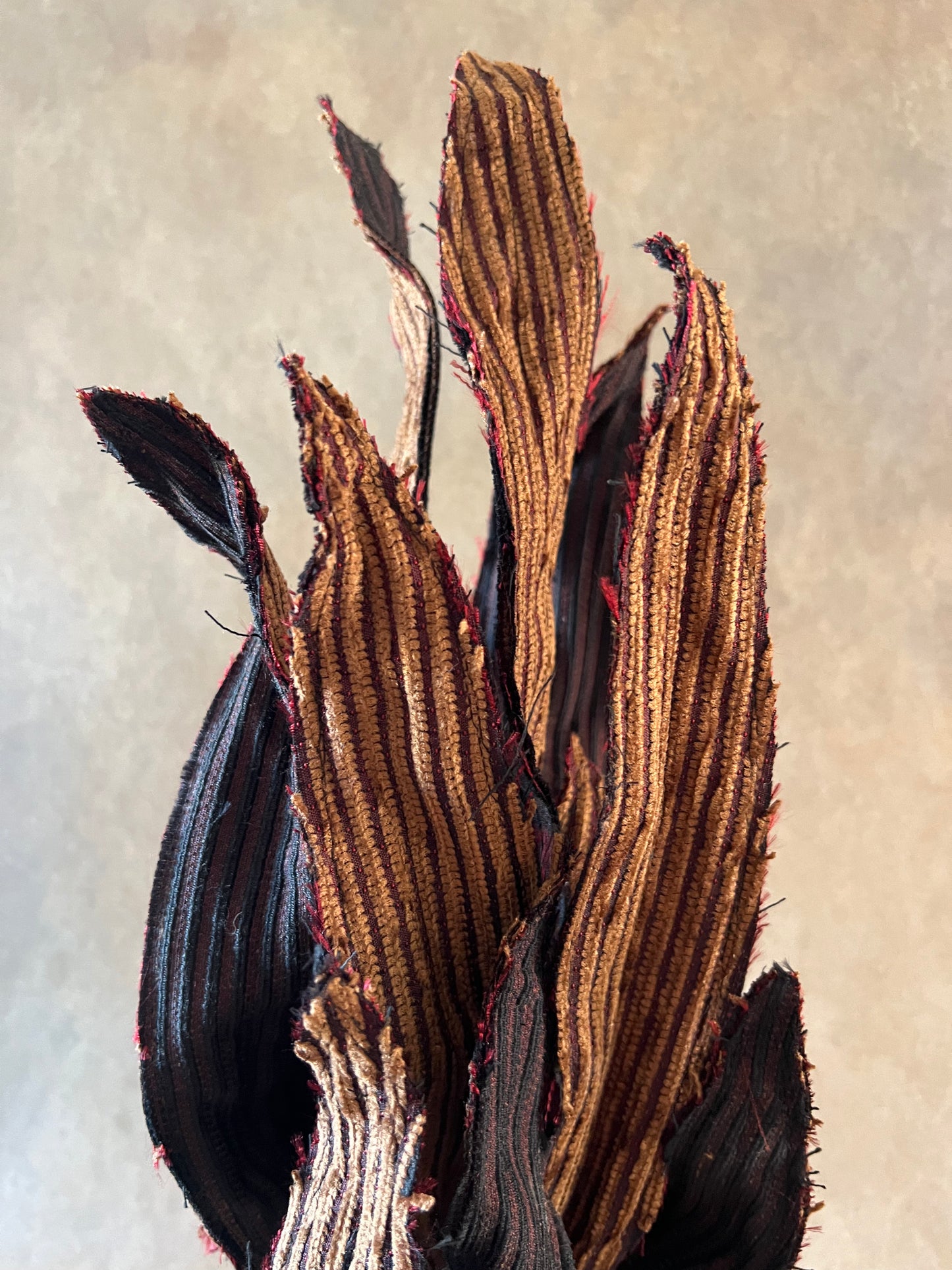 Sanseveria autunno