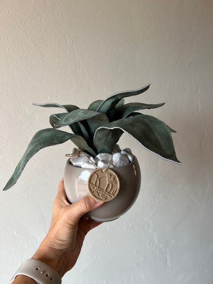 Agave