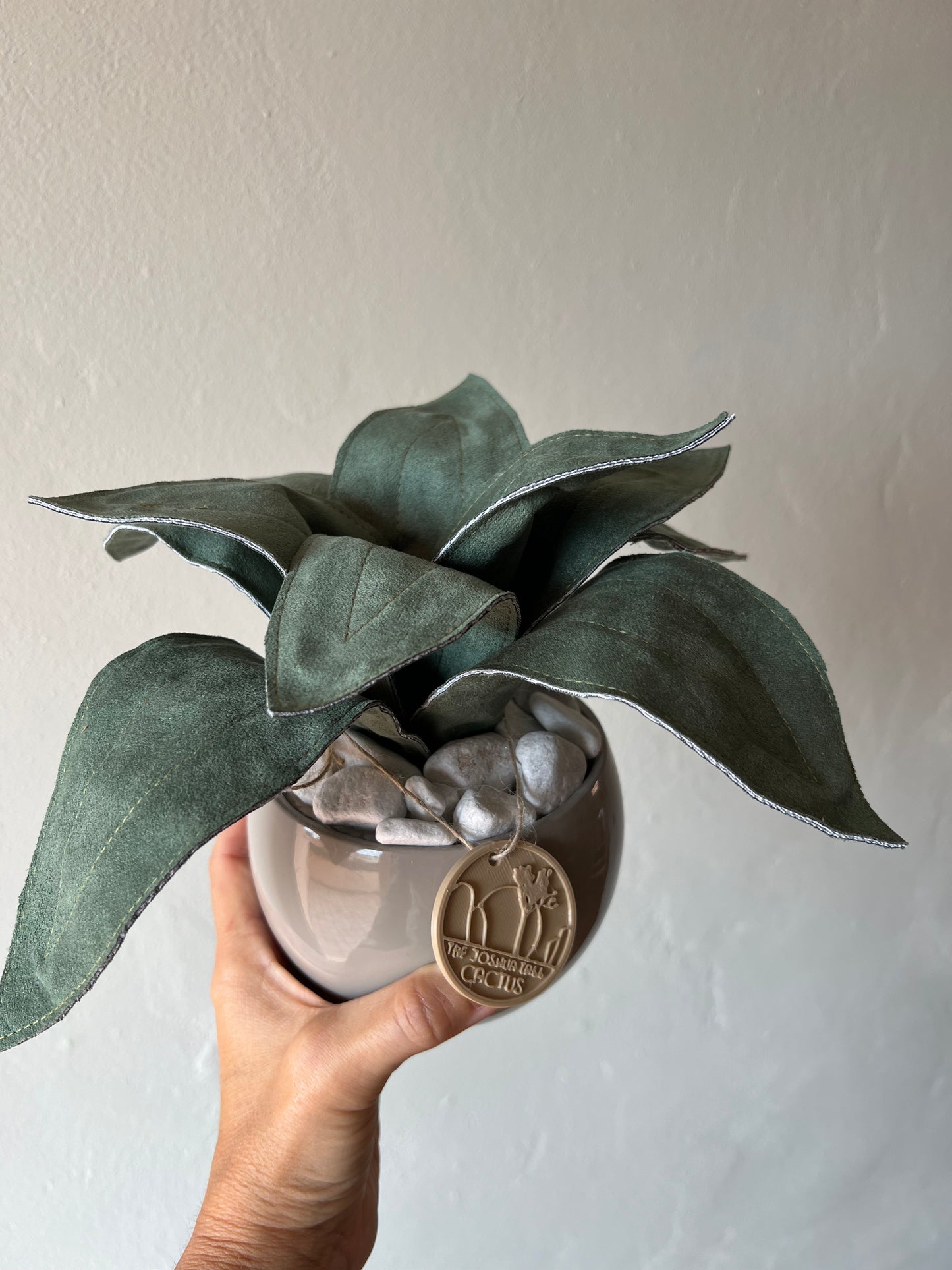 Agave