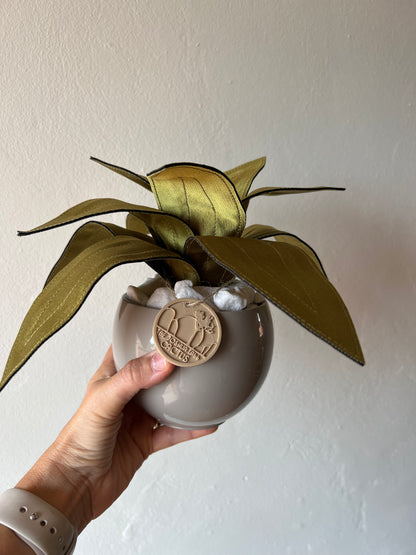 Agave