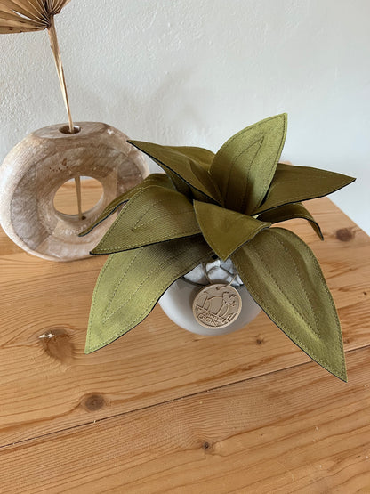 Agave
